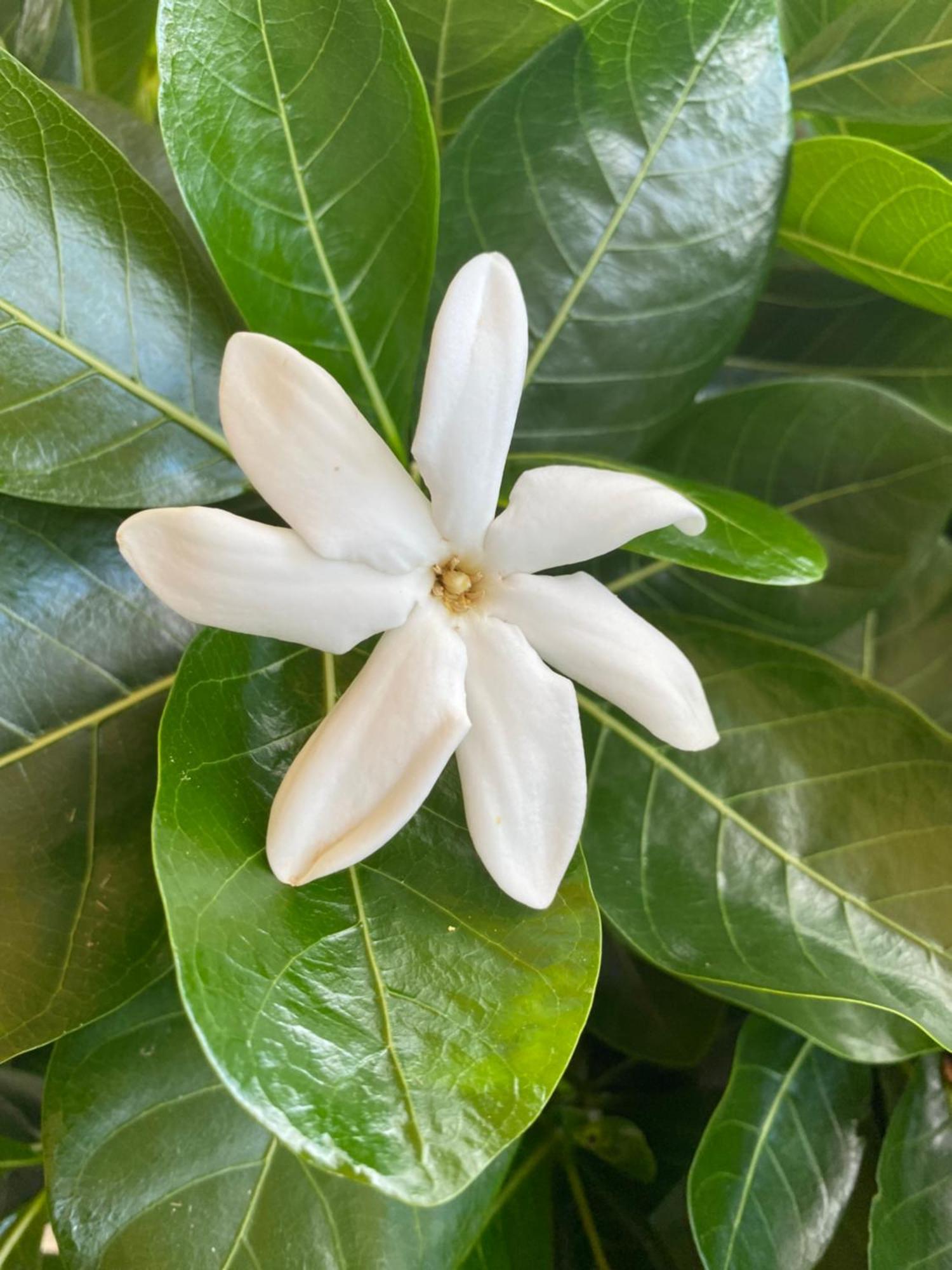 Magnolia Anse des Rochers Saint-Francois  Extérieur photo